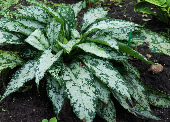 Plautė (Pulmonaria) 'Bubble Gum'